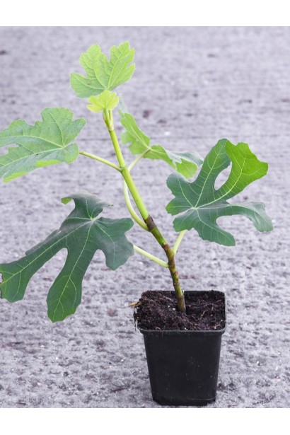 Смоковница сорта Адриатическая в горшке 0,5 л